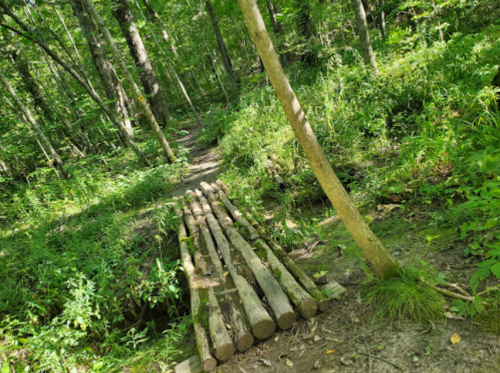 A narrow wooden bridge made of logs spans a small creek in a lush, green forested area.
