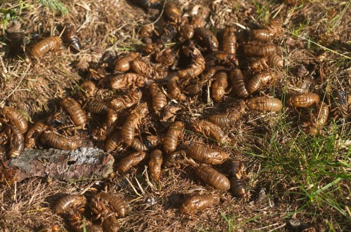 A cluster of brown cicada exoskeletons scattered on dry grass and soil.