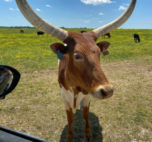A close-up of a brown and white longhorn cow with large horns, standing in a grassy field under a blue sky.