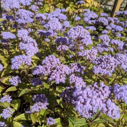A vibrant cluster of purple flowers blooming amidst green leaves in a sunny garden.