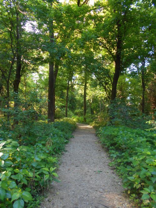 A serene forest path surrounded by lush greenery and tall trees, inviting exploration and tranquility.