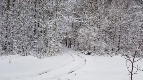 A snowy forest path surrounded by trees covered in white snow, creating a serene winter landscape.