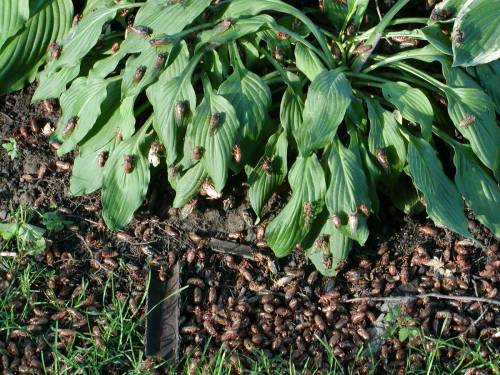 A cluster of cicadas on green hosta leaves, with a pile of shed exoskeletons on the ground below.