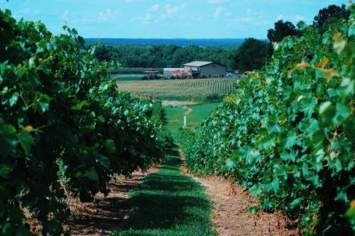 A scenic vineyard with rows of grapevines leading to a farmhouse and lush green fields under a blue sky.