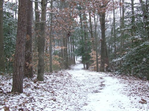 A snowy path winding through a forest of tall trees, with some leaves still clinging to branches.
