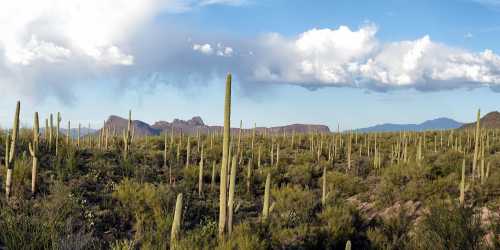 A desert landscape featuring tall cacti, rolling hills, and a cloudy blue sky in the background.