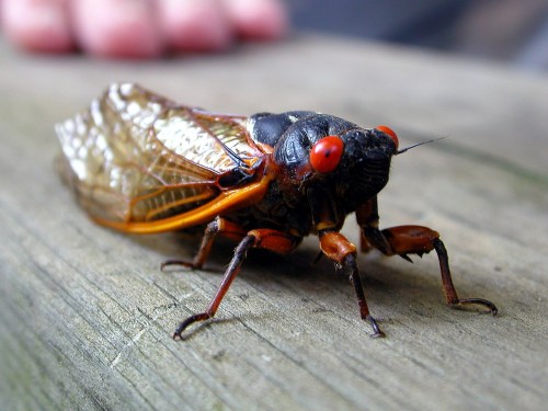 Close-up of a cicada with bright red eyes and transparent wings, resting on a wooden surface.