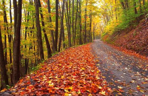 A winding gravel road surrounded by vibrant autumn trees and a carpet of colorful fallen leaves.