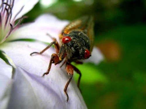 Close-up of a cicada perched on a delicate purple flower, showcasing its detailed body and bright red eyes.