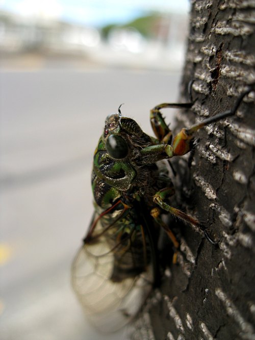Close-up of a cicada clinging to a textured tree trunk, showcasing its green and brown body and large wings.