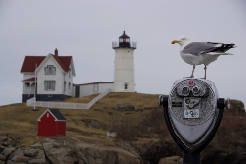A seagull perches on a coin-operated viewer, with a lighthouse and house in the background on a rocky shore.