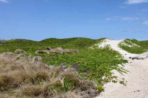 A sandy beach with green vegetation and rolling dunes under a clear blue sky.