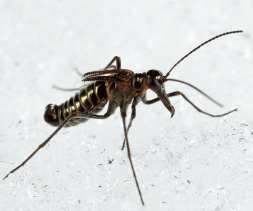 Close-up of a small insect with elongated body and antennae, resting on a white, textured surface.