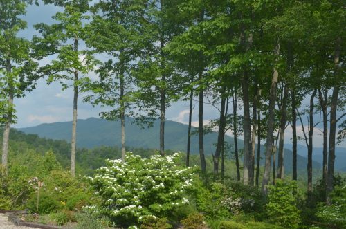 Lush green trees and a flowering bush in the foreground, with rolling mountains and a cloudy sky in the background.