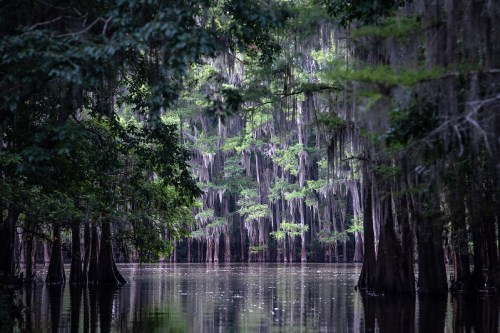 A serene swamp scene with tall trees draped in Spanish moss, reflected in calm water.