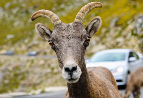 Close-up of a mountain goat with curved horns, set against a blurred background of a car and rocky terrain.