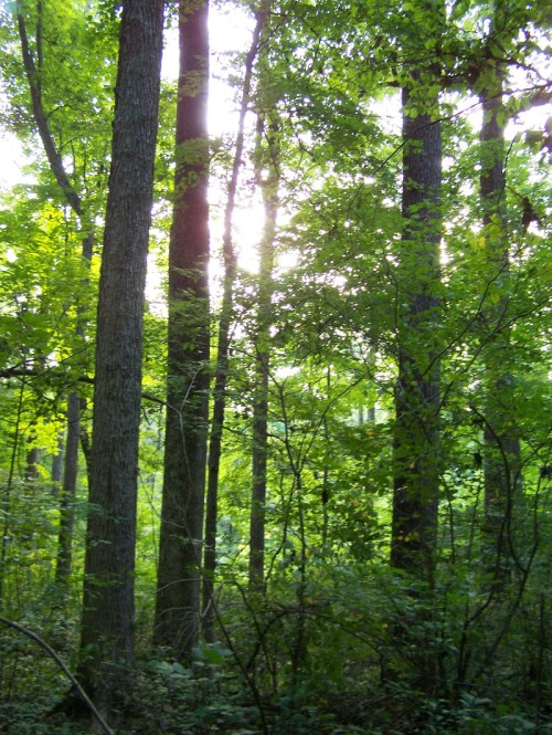 Sunlight filters through lush green trees in a dense forest, creating a serene and tranquil atmosphere.