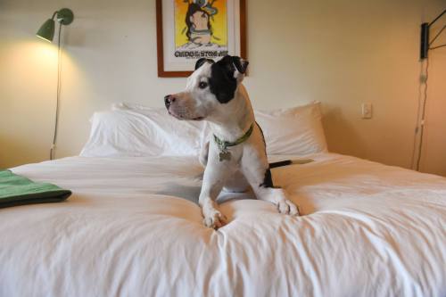 A black and white dog lying on a bed with white linens, looking curiously to the side in a cozy room.