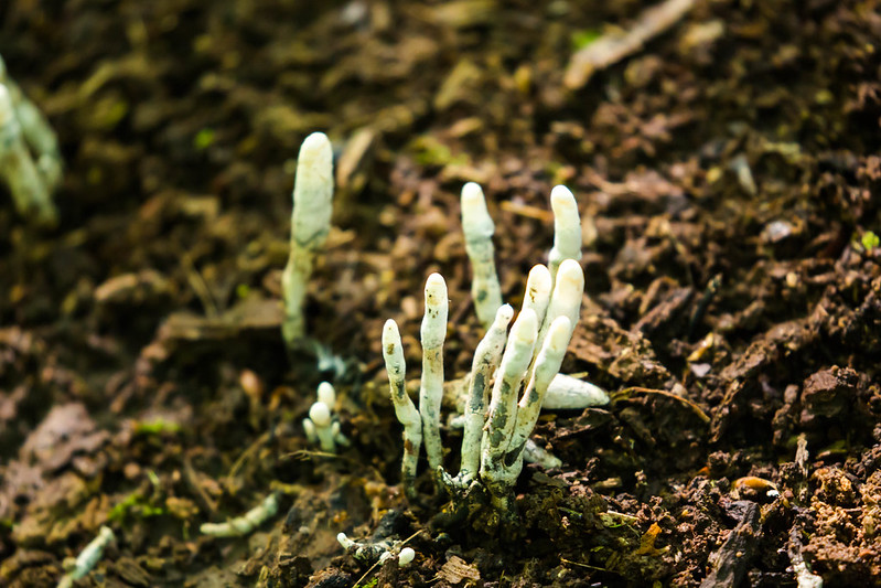 Dead Man's Fingers Is A Spooky Fungus That Grows In West Virginia