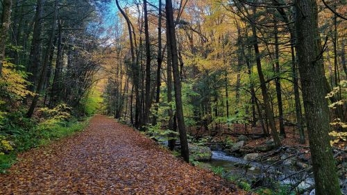 A serene forest path lined with colorful autumn leaves and a gentle stream flowing beside it.