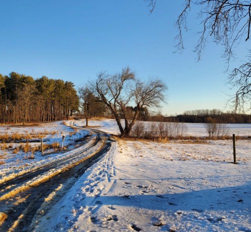 A snowy landscape with a winding dirt path, trees lining the background, and a clear blue sky above.