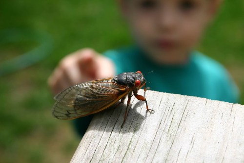 A close-up of a cicada on a wooden surface, with a blurred child reaching out in the background.