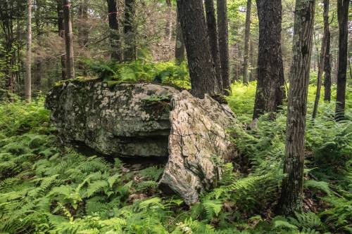 A large rock covered in moss and ferns, surrounded by tall trees in a lush green forest.