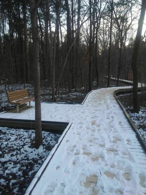 A snowy path winding through a forest, with a wooden bench beside it, surrounded by bare trees.