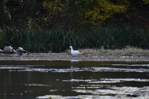 A white bird stands in shallow water among grasses, with other birds in the background and autumn foliage nearby.