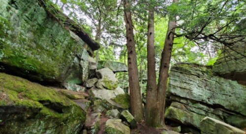 A lush, green forest scene featuring large rocks and two tall trees amidst moss-covered boulders.