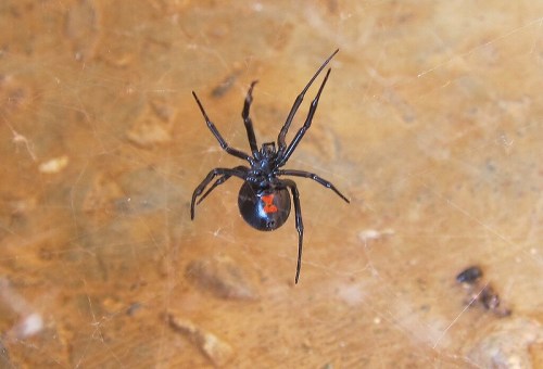 A close-up of a black spider with a red hourglass marking on its abdomen, set against a textured background.