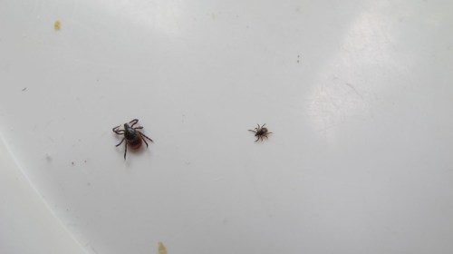 Two ticks of different sizes on a white surface, one larger and one smaller.