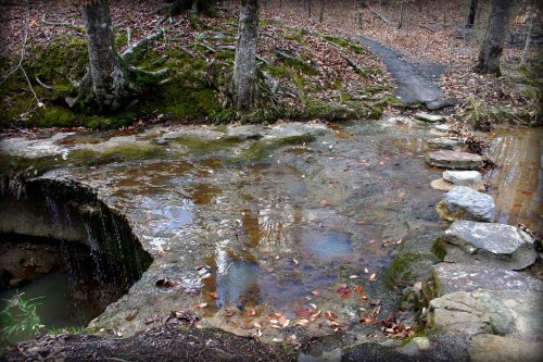 A serene forest scene featuring a small stream flowing over rocks, surrounded by trees and fallen leaves.