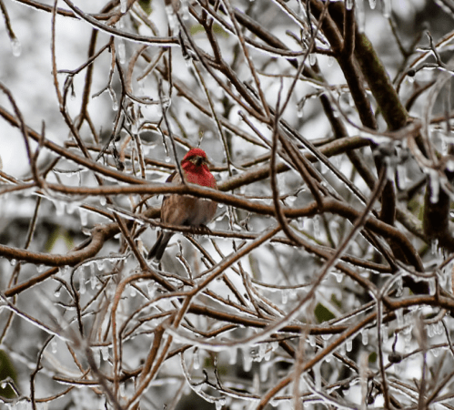 A small bird with a red head perched on icy branches, surrounded by glistening ice.
