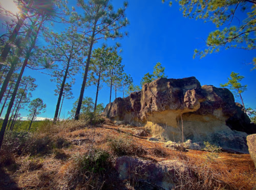 A rocky outcrop surrounded by tall pine trees under a clear blue sky.