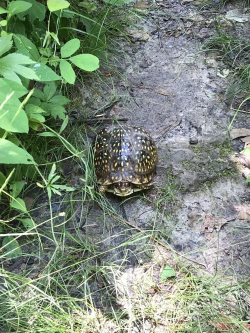 A spotted turtle on a dirt path surrounded by green grass and plants.