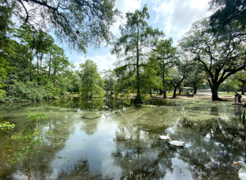 A serene pond surrounded by lush trees, with ducks swimming and a clear blue sky above.