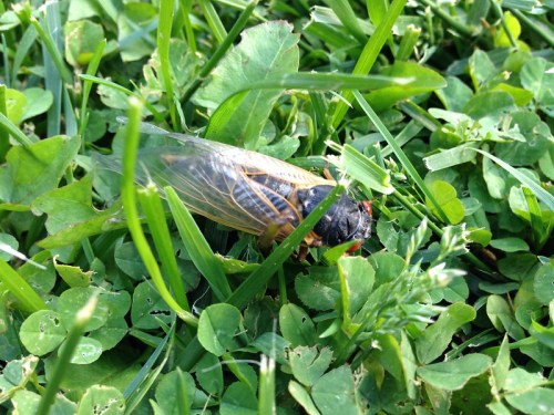 A close-up of a cicada resting on green grass and clover leaves.