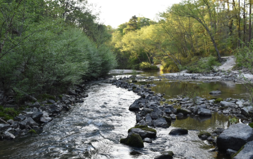 A serene river flows through a lush green landscape, surrounded by trees and rocky banks under soft sunlight.