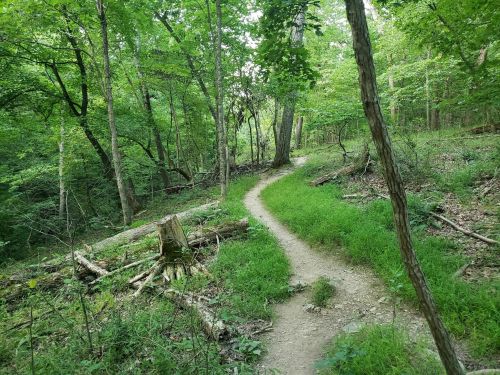 A winding dirt path through a lush green forest with trees and scattered logs.