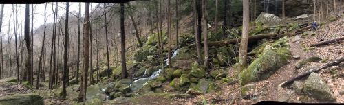 A panoramic view of a forested area with a stream flowing over moss-covered rocks and bare trees in early spring.