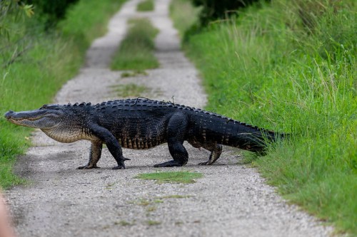 An alligator walking across a gravel path surrounded by tall grass.