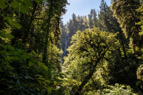 A lush green forest with tall trees and a waterfall visible in the background under a clear blue sky.