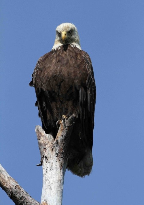 A bald eagle perched on a tree branch against a clear blue sky.