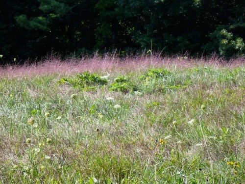 A grassy field with patches of green plants and purple-tinted grass under a clear sky.