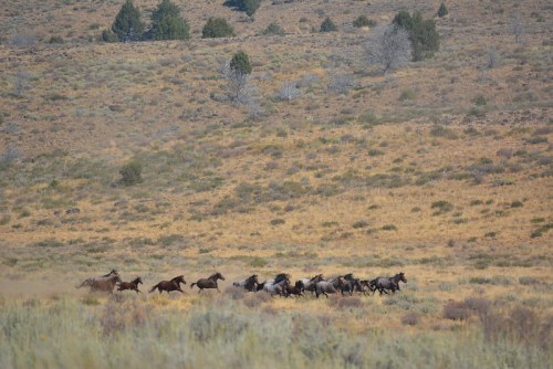 A herd of wild horses gallops across a dry, grassy landscape with sparse trees in the background.