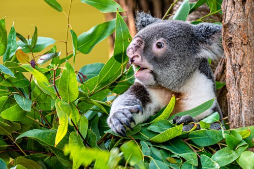 A curious koala peeks out from behind green leaves, perched on a tree branch.