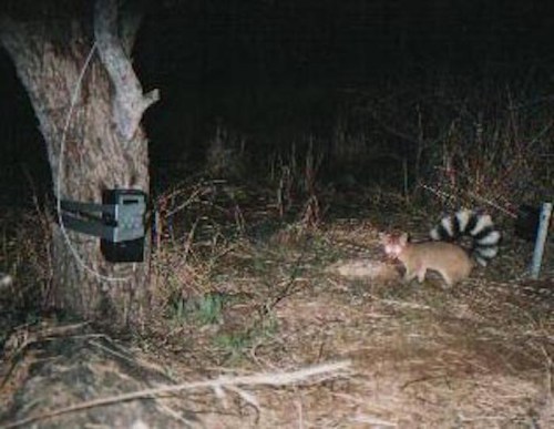 A squirrel with a bushy tail near a tree, captured by a night camera in a dark, natural setting.