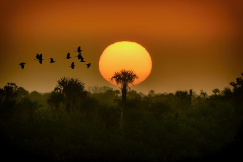 Silhouetted birds fly against a vibrant sunset, with palm trees framing the scene in a tranquil landscape.