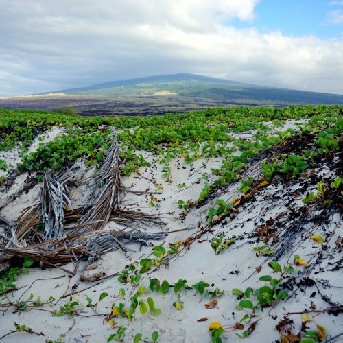 A sandy beach with green vegetation and a distant mountain under a partly cloudy sky.